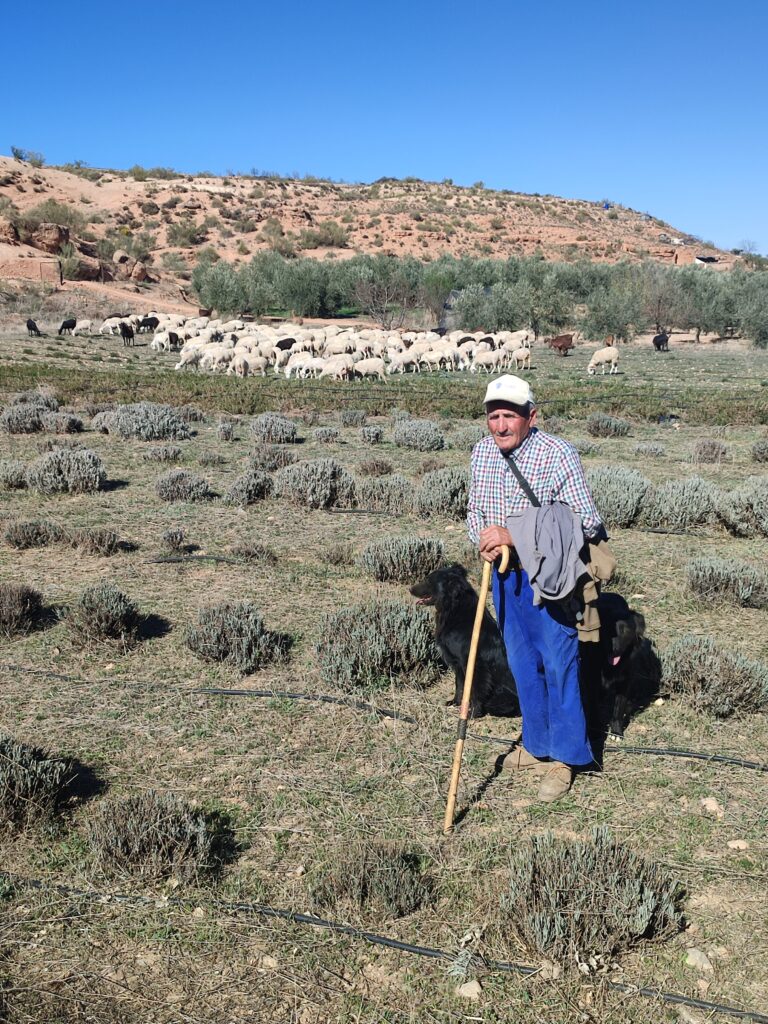 cordero segureño pastando