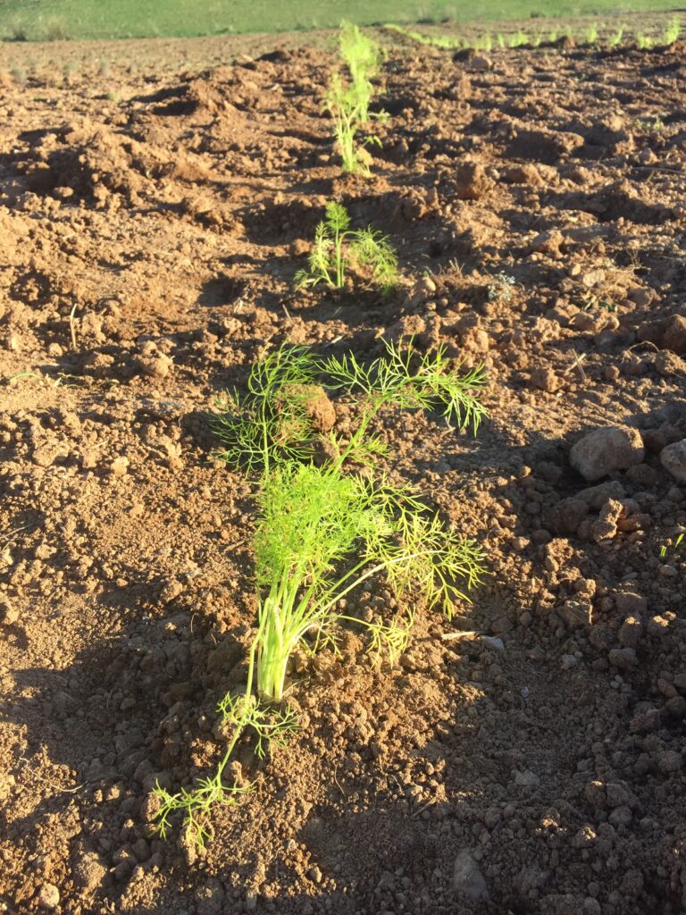 propiedades del hinojo